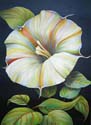 night datura